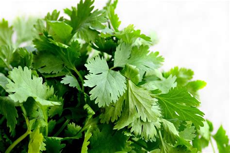 Imagen de un manojo fresco de cilantro con tallos y hojas vibrantes