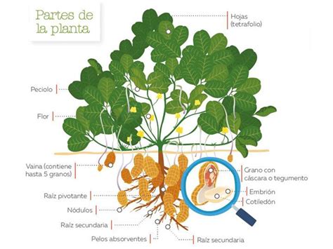 Esquema de una planta de maní mostrando cómo el fruto crece bajo tierra