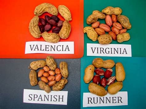 Fotografía de diferentes tipos de maní: runner, español y con cáscara