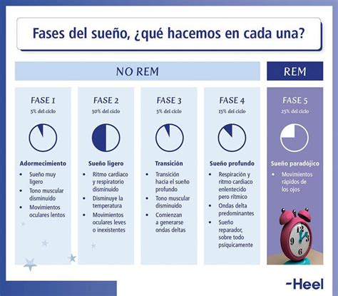 Esquema de las fases del sueño