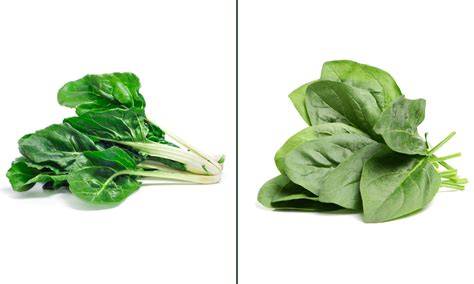 Diferencia entre brotes de espinaca y espinacas maduras