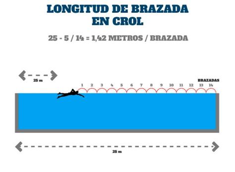 Esquema de cálculo de la longitud de brazada en una piscina