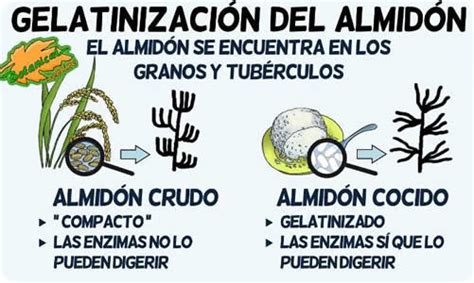 Esquema: proceso de enfriamiento del arroz para aumentar el almidón resistente.