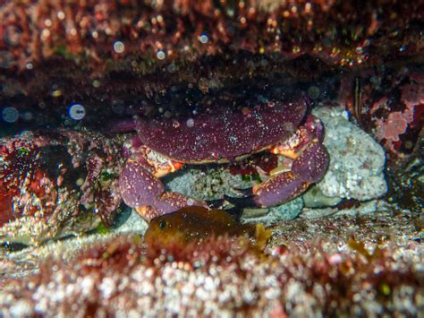 Gráfico de diversidad genética de la jaiba mora comparada con otras especies