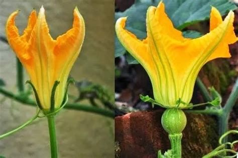 Ilustración comparando una flor de zapallo macho y hembra, y un detalle del polen.