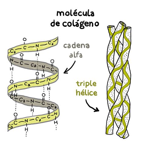 Esquema de la estructura del colágeno en triple hélice