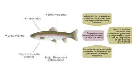 Esquema de acción de los aditivos fitogénicos en el sistema inmune de los peces
