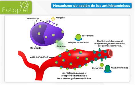 Esquema de la acción de los antihistamínicos en los receptores H1