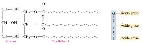 Diagrama de la estructura molecular de un triglicérido