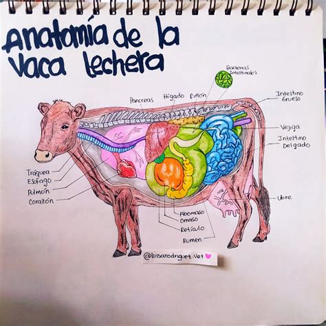 Esquema anatómico de la vaca señalando la ubicación del corte de paleta