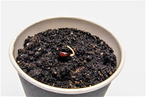 Semillas de manzana germinando en un recipiente con sustrato