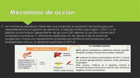 diagrama esquemático de la acción del péptido 33-mer en el intestino