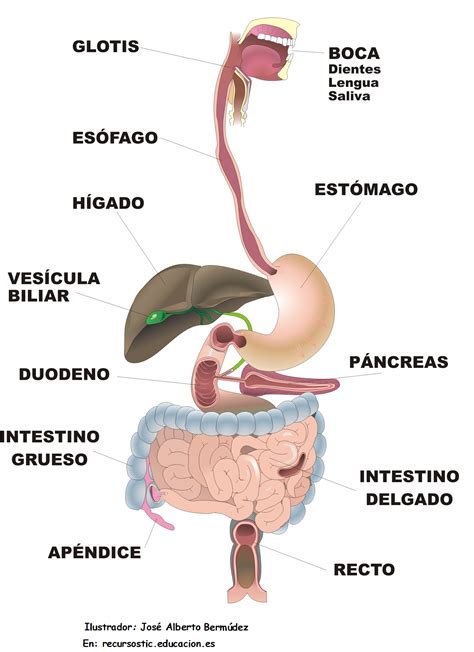 Esquema detallado del sistema digestivo humano con énfasis en el colon