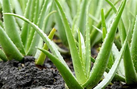 Planta de aloe vera (sábila) con sus hojas y el gel transparente expuesto