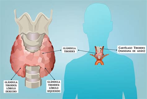 Esquema de la glándula tiroides en el cuello