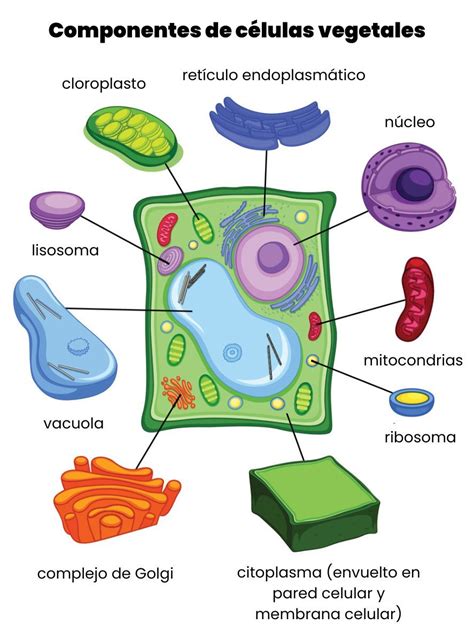 Esquema molecular del diclorprop-p y su interacción con las células vegetales