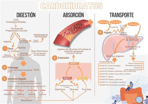 infografía sobre la absorción de carbohidratos y el índice glucémico