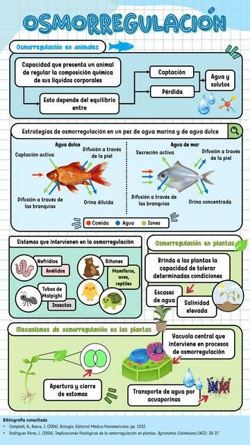 Esquema de las necesidades iónicas y el proceso de osmorregulación del camarón blanco en aguas de baja salinidad.