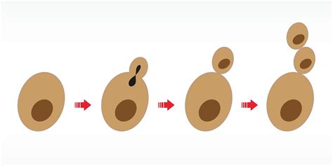 Ilustración de células de levadura y el proceso de gemación
