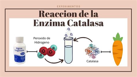 Infografía: Reacción de descomposición del peróxido de hidrógeno catalizada por la enzima catalasa