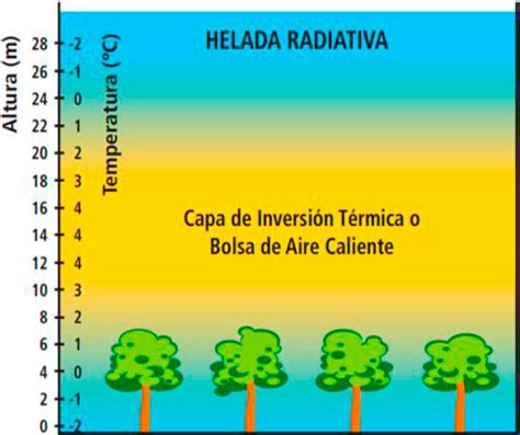 Infografía comparativa: daño por helada radiativa (localizada) frente a helada advectiva (masas de aire polar)