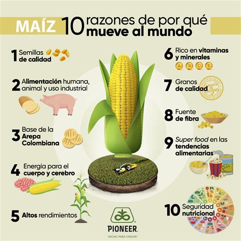 Esquema nutricional comparativo del maíz en sus diferentes formas (natural vs. procesado)