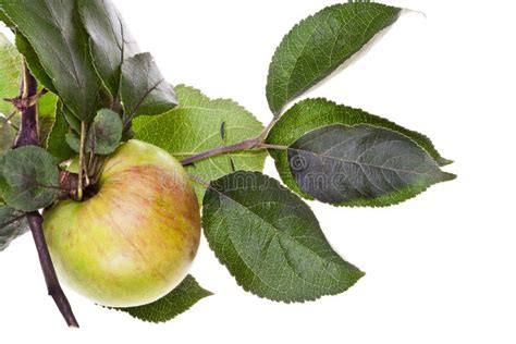 fotografía de té de hojas de manzano con hojas frescas
