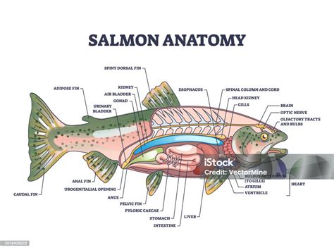 Esquema anatómico del salmón rojo del Pacífico y sus cambios de coloración