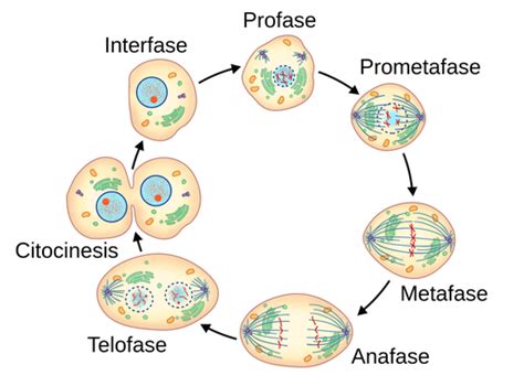 Esquema detallado de las fases del ciclo celular: interfase, profase, metafase, anafase, telofase y citocinesis.