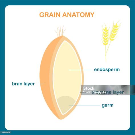 Esquema anatómico de un grano de cereal (salvado, endospermo y germen)