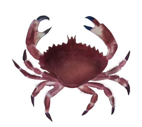 Esquema descriptivo de la morfología de la jaiba peluda: caparazón, setas (pelos) y estructura de las pinzas.