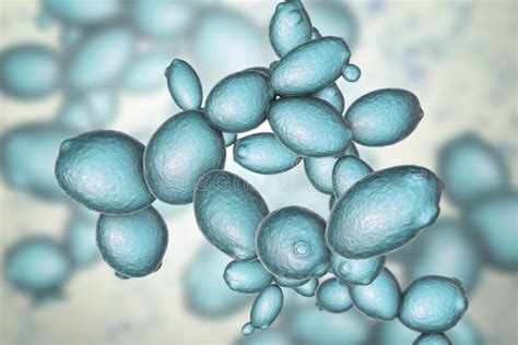 Micrografía de células de levadura Saccharomyces cerevisiae en división.