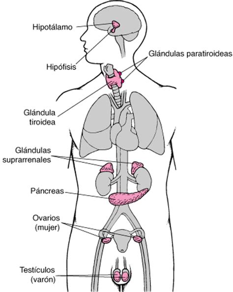 Diagrama del sistema endocrino humano con las principales glándulas y sus ubicaciones.
