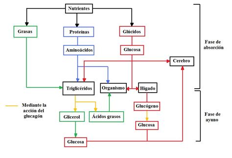 Esquema sobre la termogénesis inducida por la dieta: proceso digestivo y liberación de calor tras ingerir carbohidratos y grasas