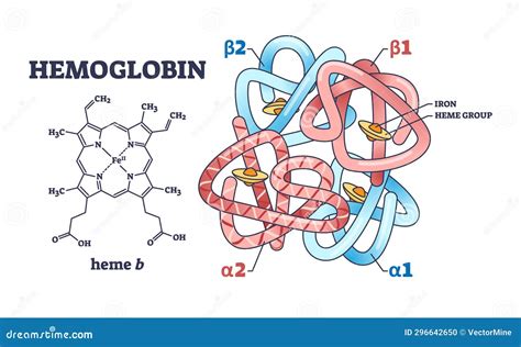Diagrama molecular de la leghemoglobina o heme