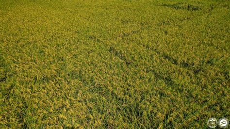 Campo de arroz dorado en Filipinas, mostrando su característico color amarillo-anaranjado.