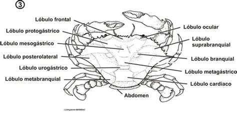 Esquema anatómico comparativo de una jaiba, destacando el caparazón, las pinzas (quelípedos) y el abdomen (delantal).