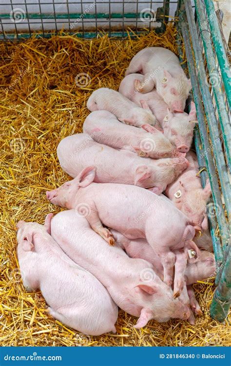Imagen de lechones saludables en un entorno de granja, ilustrando el crecimiento