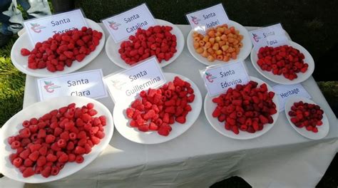 Infografía comparativa de las variedades de frambuesa Santa