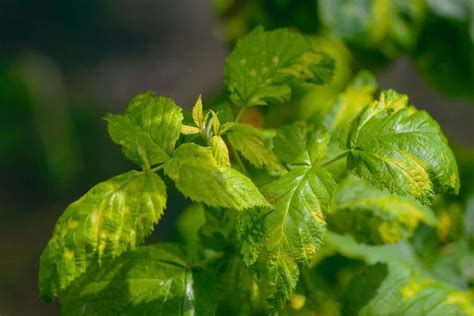 Esquema de las enfermedades comunes en frambuesas