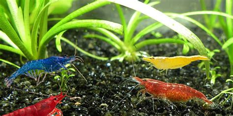 Diferentes tipos de alimentos comerciales para gambas de acuario