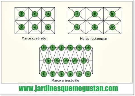 Esquema de marco de plantación de frambuesas