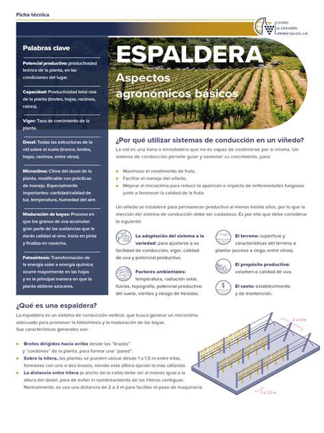 Sistema de espaldera para cultivo de frambuesas