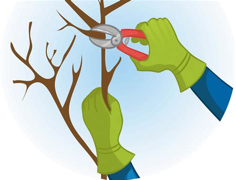 Imagen ilustrativa de poda de frambuesas