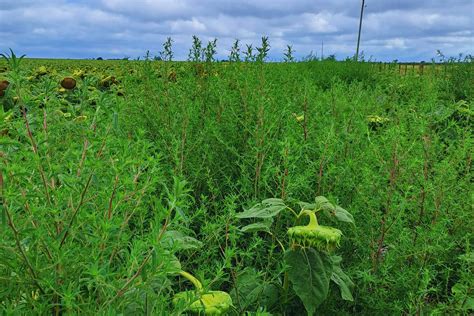 Campo con control de malezas en cultivo de frambuesas