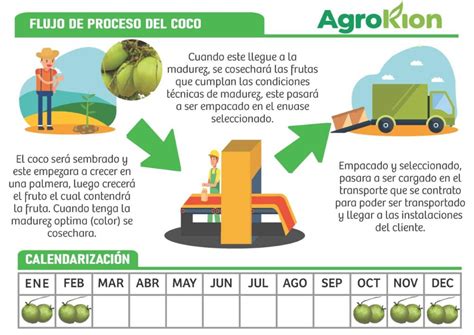 Infografía del proceso de elaboración de leche de coco casera