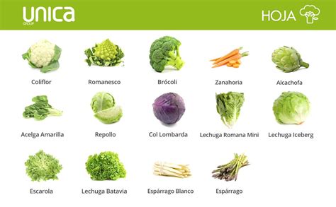 Esquema clasificador que distingue entre verduras de hoja, raíces, bulbos y frutos dentro del grupo general de las hortalizas