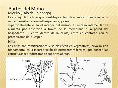 Esquema de la estructura del moho y sus raíces