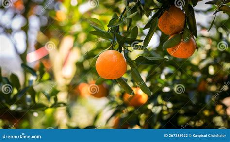 Foto de naranjas frescas y maduras