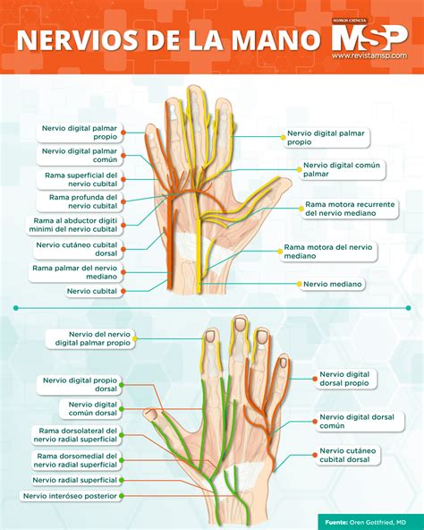 Esquema de las vías nerviosas en la mano y el brazo.